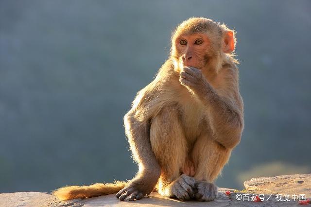 不同年份出生的属猴人身体状况如何