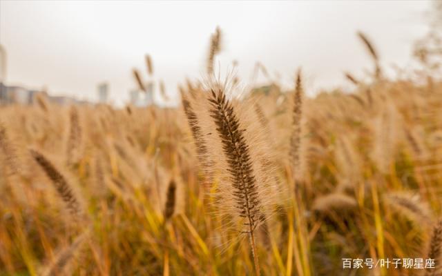 狮子座强势骄傲又爱冲动，却甘愿被这个星座的柔情化成一池秋水