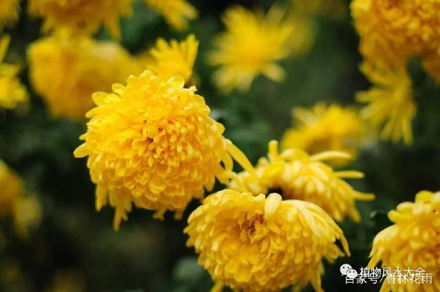 植物风水大全——植物的色彩与五行