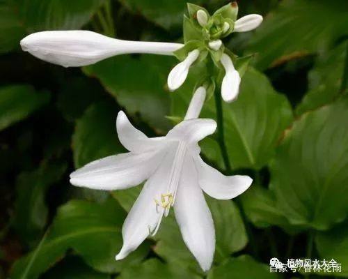 植物风水大全——植物的色彩与五行