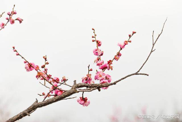 周易应用史上最经典案例：邵雍梅花诗预言，让人叹服的占卜神技