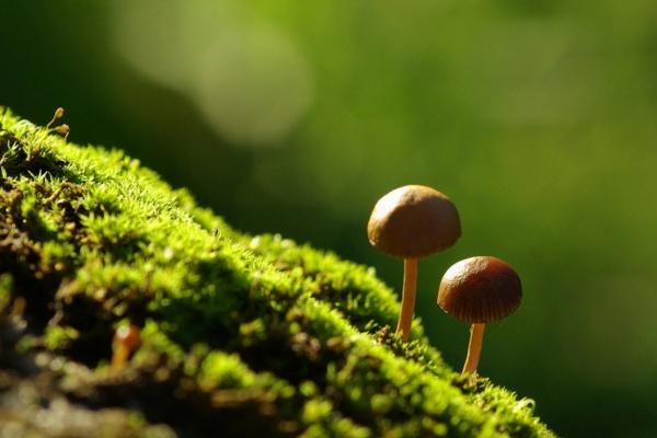 能让水瓶座主动示弱的3星座，注定一物降一物