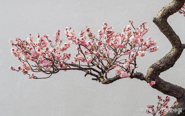 周易应用史上最经典案例：邵雍梅花诗预言，让人叹服的占卜神技