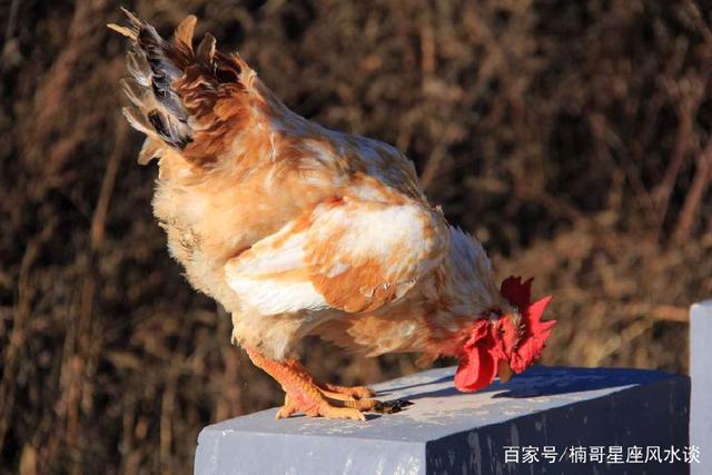 “属鸡”人进入5月份表面运势看起来还是很给力，但隐藏诸多隐患