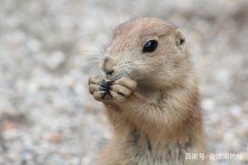 属鼠人进入五月顺风顺水，财运亨通！