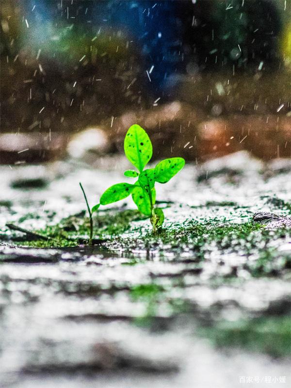 天秤座：愿你不惧风雨，不畏流言，不安于情，不忘旧人