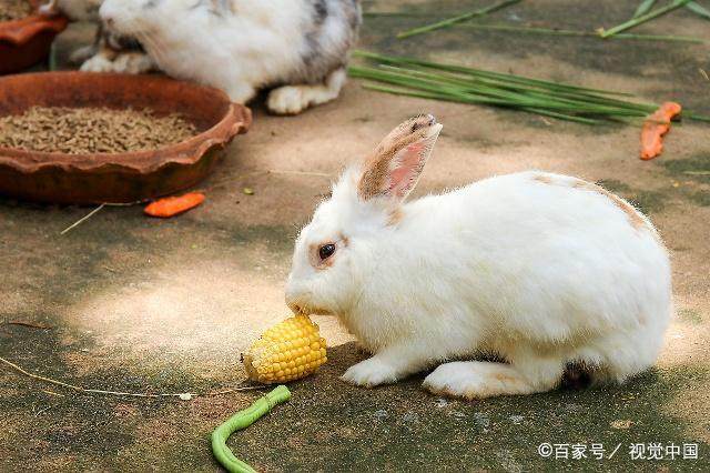 属兔人过了这三个劫难你以后就等着大富大贵吧！