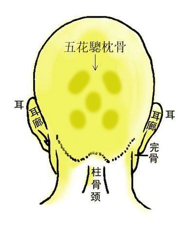 面相：会不会发达，能不能富贵看枕骨就知道