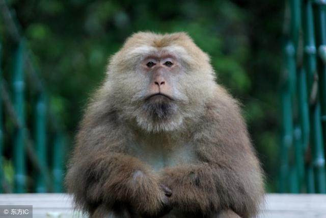 高人预测：「68年」属猴人的终身宿命，谁家有的，趁早看看！