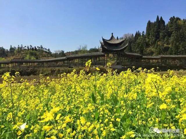 清明访千古明相刘伯温故里，探九龙抢珠之风水宝地