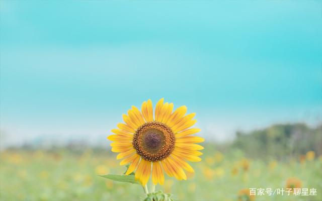 狮子座强势骄傲又爱冲动，却甘愿被这个星座的柔情化成一池秋水