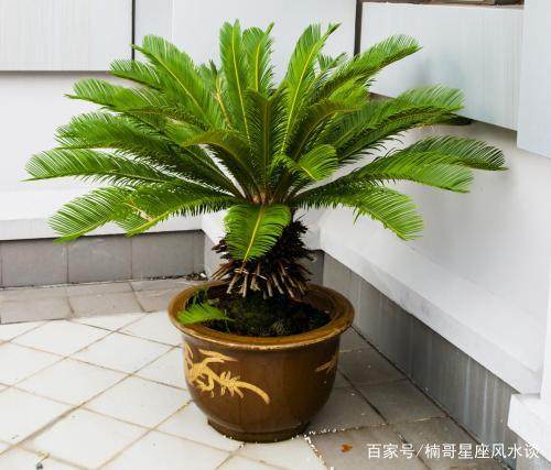 “属猪”人适合养哪5种植物有利于旺财呢？一起来看看吧