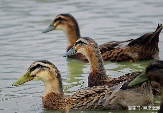 周公解梦：梦见鸭子是什么意思 梦见鸭子吉凶预测