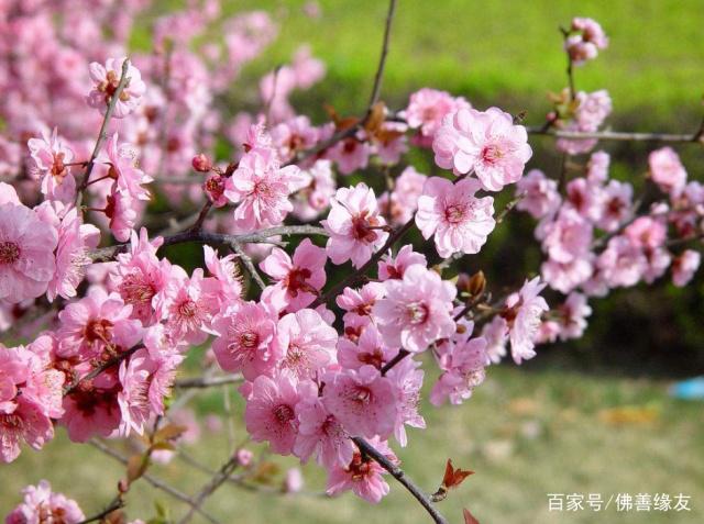 4月属牛财运事业运势，桃花来了挡也挡不住