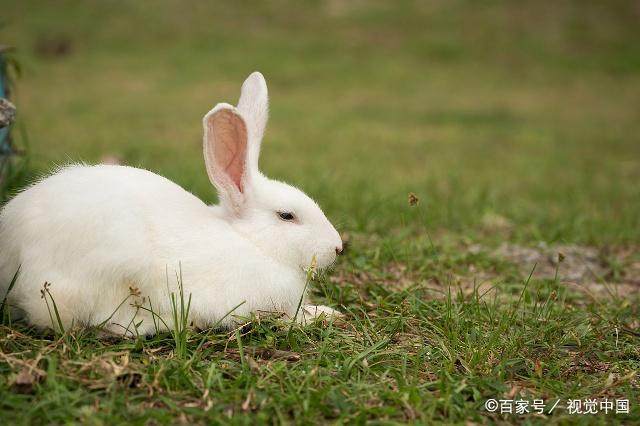 属兔人7月份整体运势如何？进来了解一下吧