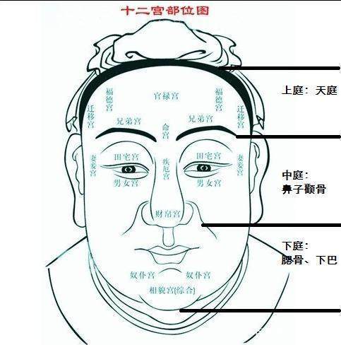 面相中说的五官，三庭是啥？