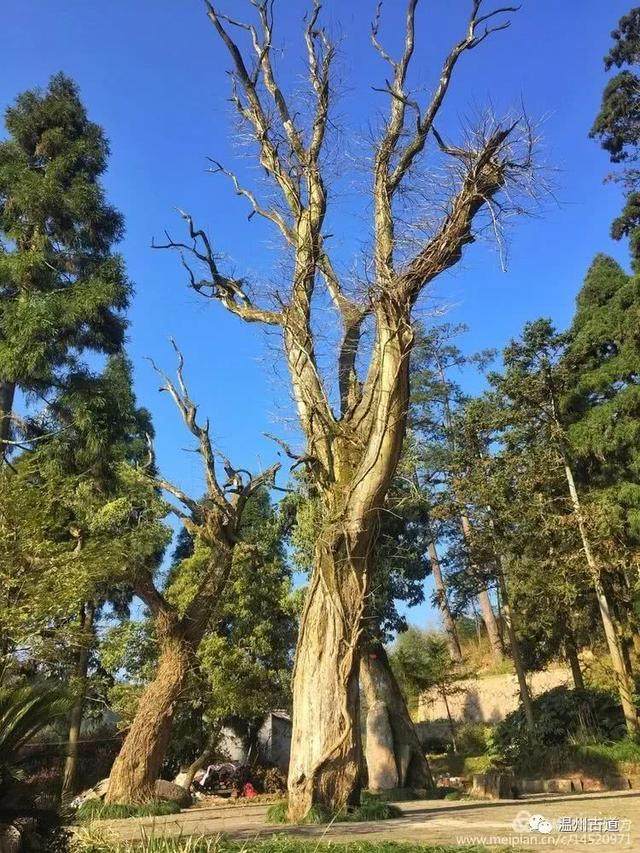 清明访千古明相刘伯温故里，探九龙抢珠之风水宝地