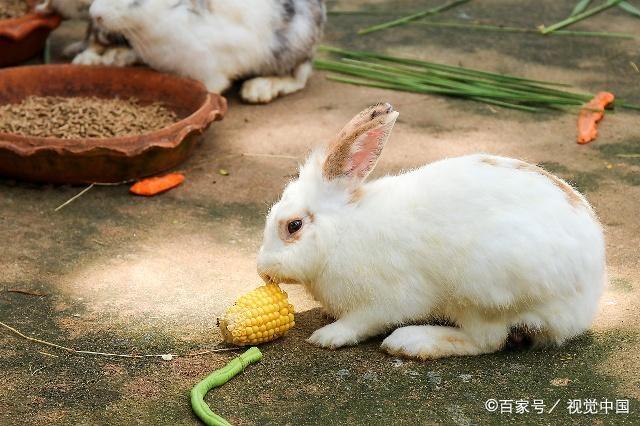 属兔的人在2019年必定发发发