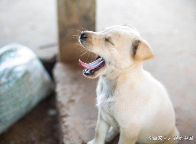 生肖狗在2018需要注意些什么