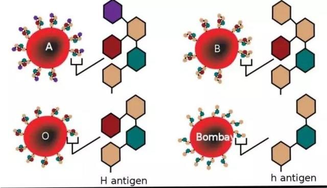 ABO血型下的遗传关系，有些宝宝血型太意外了，实力坑妈！