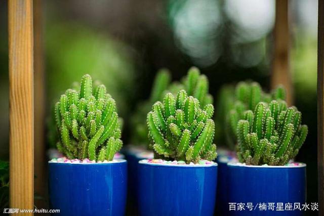 “属龙”人如果财运不够好，这5种植物有利于提高你的财运