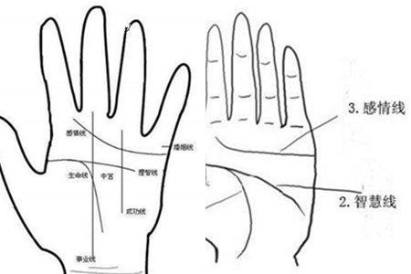智慧线应该和生命线相连吗 帮你决定未来职业