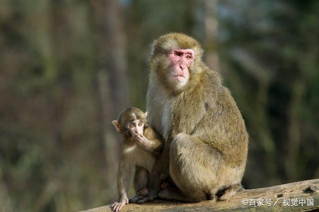 2020年不同年份属猴人的运势如何？你想知道吗