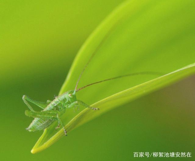 生肖狗：四月中旬运势爆发，属狗的人不管多忙都要来看看！