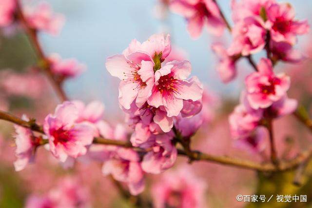 桃花不缺，红尘情旺的生肖