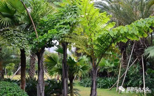 植物风水大全——植物的色彩与五行