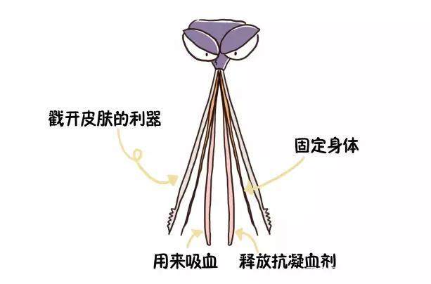 什么血型最招蚊子？你是蚊子最喜欢的人吗？