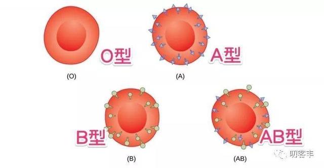 孩子的血型会变吗？