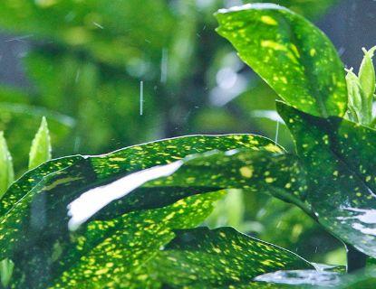 越下雨越有钱的三大生肖，财富雨在七月中旬都跑到这三大生肖家