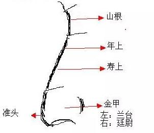 【相术】十五种鼻型，你属于哪种？