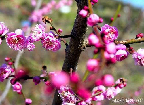 十二星座·水瓶座·守护植物