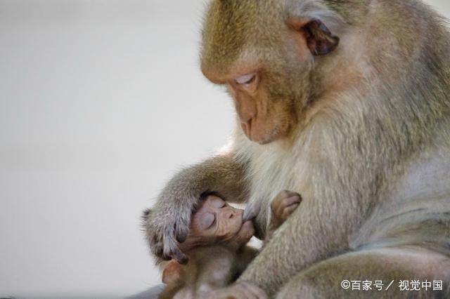 属猴者2018年每月运势及运程