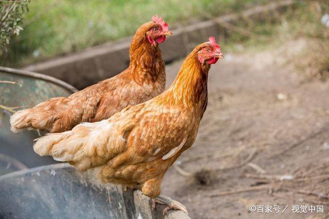 属鸡人你要勤勉努力，就会一生富裕！