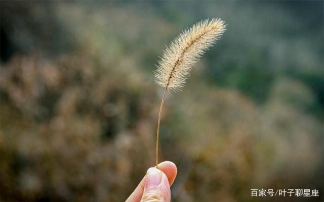 天蝎座：当孤单变成习惯，也就不再奢求有人陪伴