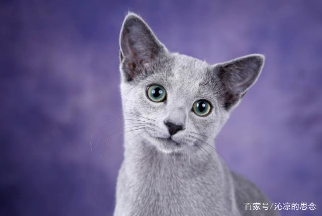 12星座专属“宠物猫”，处女座完美沙特尔猫，双鱼座善良布偶猫