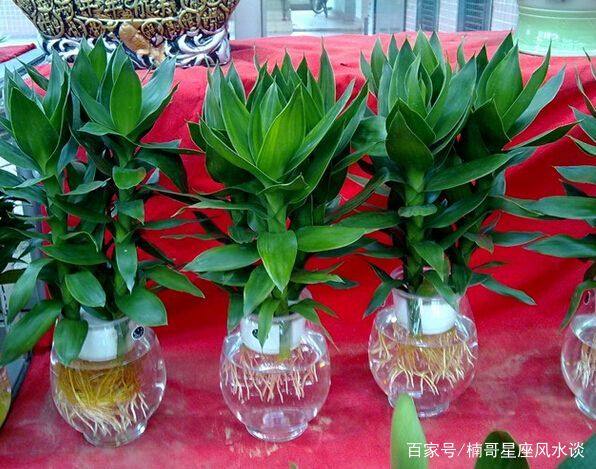 “属马”人养这5种植物，可以让自己更早的抓住财富