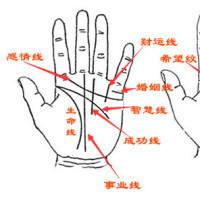 揭秘手相学中 生命线的意义