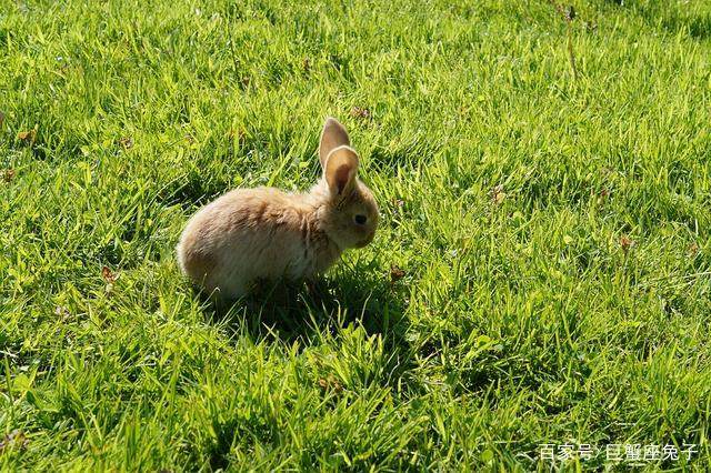 属兔人2018年6月生肖运势