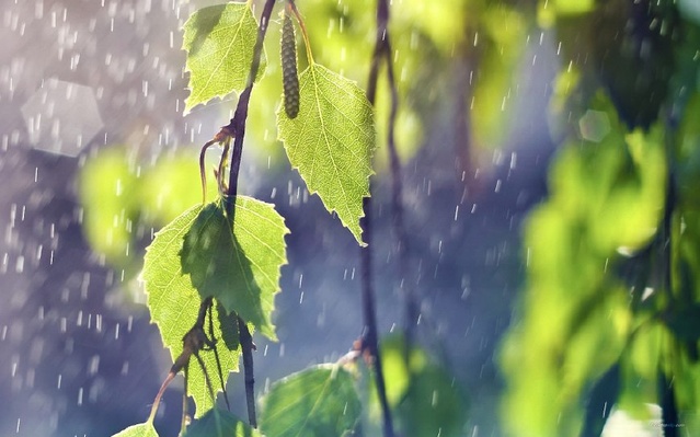 惊艳了整个流年！夏天的雨落在古诗词里