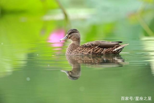 周公解梦：梦见鸭子是什么意思 梦见鸭子吉凶预测