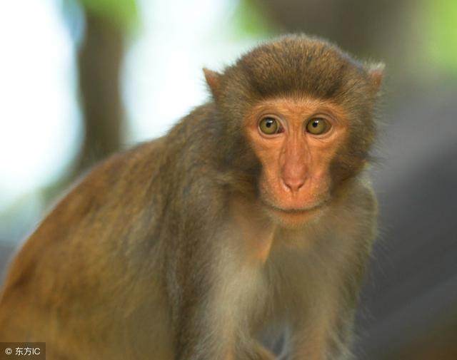 高人预测：「68年」属猴人的终身宿命，谁家有的，趁早看看！
