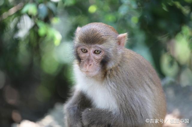 财运亨通，属猴人在2020年的财运好不好，看看你的吧