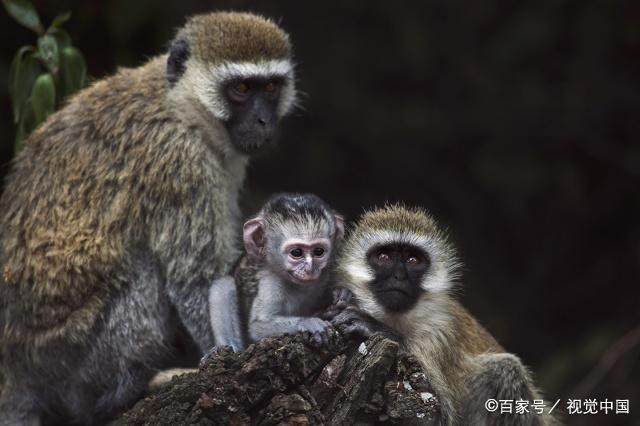 属猴人注定四方得财，大富大贵！