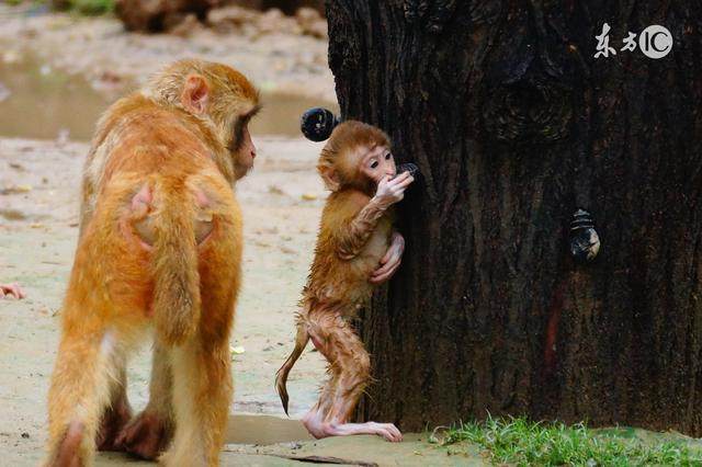 属猴人尤其是68年的，你的一生被什么害了？你知道吗