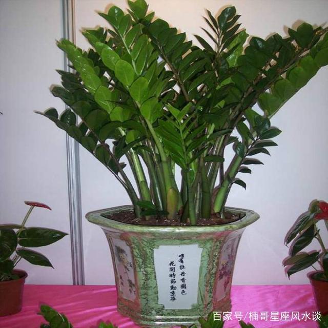 “属羊”人养什么植物可以旺财？这5种植物可以改变生活上的窘境