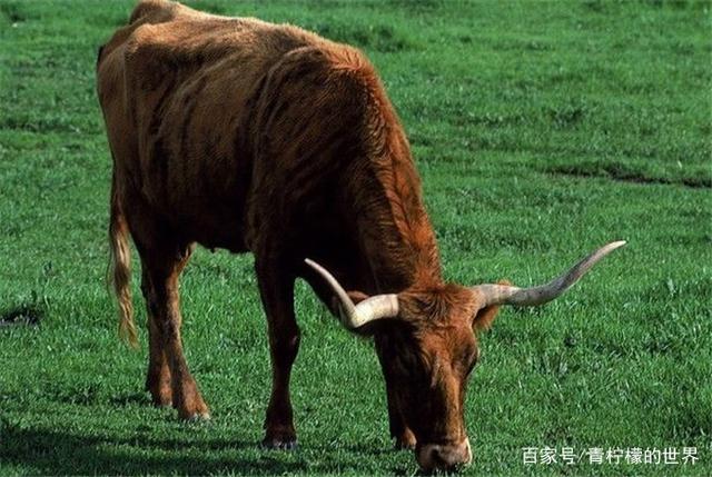 生肖牛：未来十天，喜事连连，属牛的朋友再忙也要进来看看！